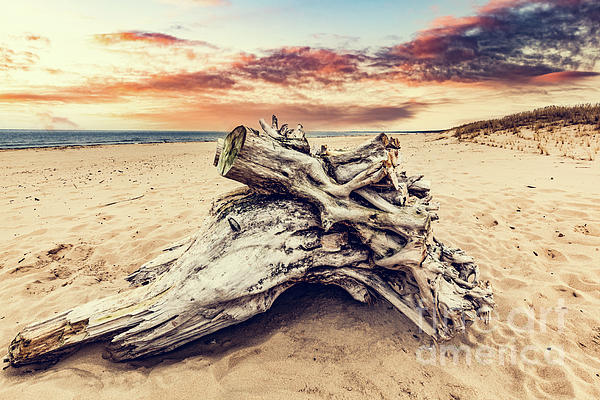 Baltic sea in Poland. Old tree trunk on the beach Photograph by Michal Bednarek