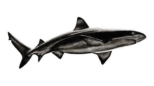 Sharks Painting - Blacktip reef shark by Loren Dowding