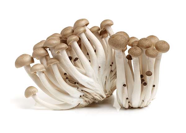 Brown beech mushrooms (Hypsizygus bunashimeji) on white background Photograph by Chengyuzheng