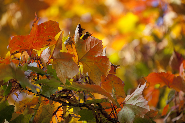 Close-Up Of Autumnal Leaves Against Blurred Background Photograph by Paulien Tabak / EyeEm