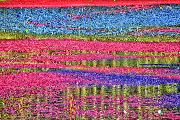 Cranberry Bog Abstract Photograph by Mike Martin