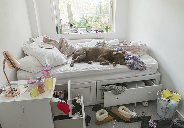Dog lying on bed in teenagers messy bedroom Photograph by Justin Paget