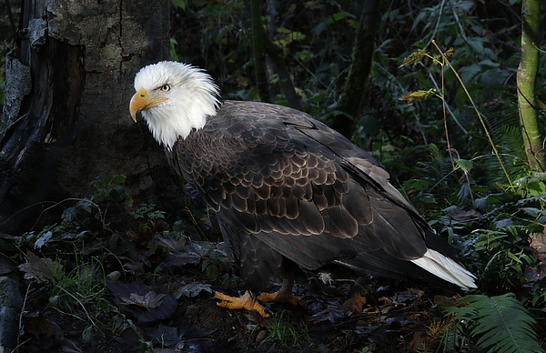 Eagle Searching Photograph by Sean Henderson