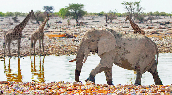 Elephant and giraffe at a waterhole in Etosha Photograph by Paulafrench