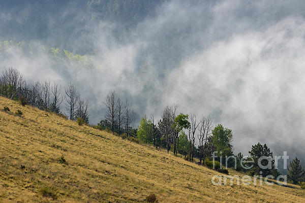 Foggy Aspens on Grouse Mountain Photograph by Steven Krull