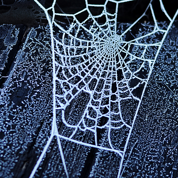 Frosted Web Photograph by Trudie Davidson