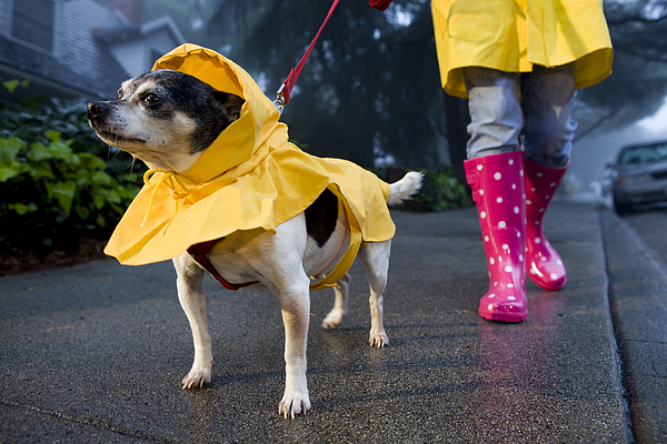 Girl in rain boots walking dog in rain coat Photograph by Jay P. Morgan
