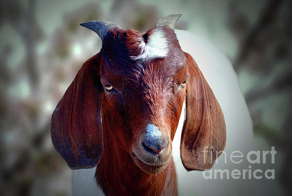 Goats Head Digital Art by Savannah Gibbs