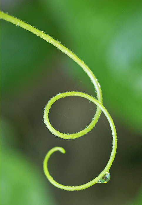 Gourd Tendril With Waterdroplet Photograph by Iris Richardson