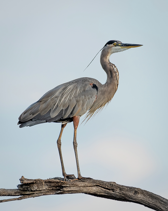 Great Blue Heron in Profile Photograph by James Barber