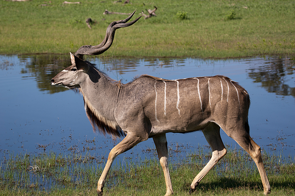 Greater Kudu bull, side view, Botswana Photograph by Karen Desjardin