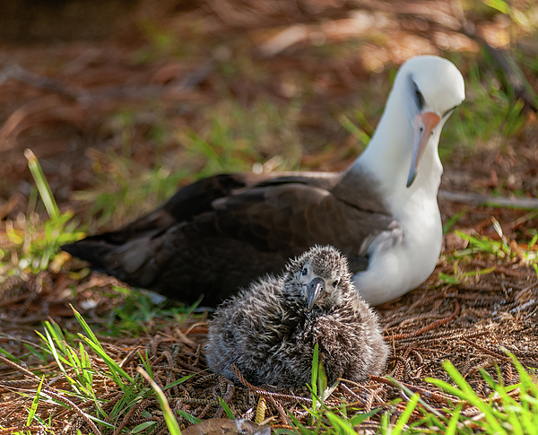 Laysan Albatross and Chick IV. Photograph by Doug Davidson