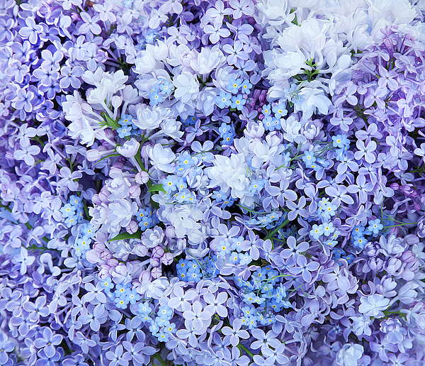 Lilacs And Forget Me Nots Photograph by Theresa Tahara