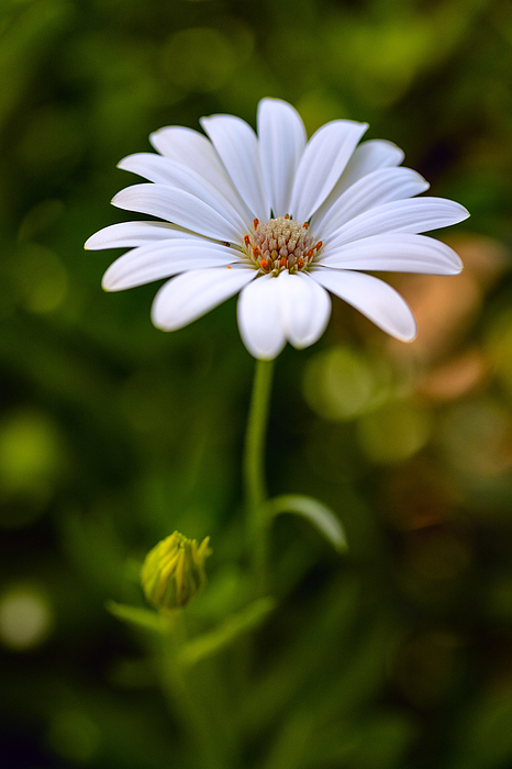 Lone Daisy Photograph by Tom Grubbe