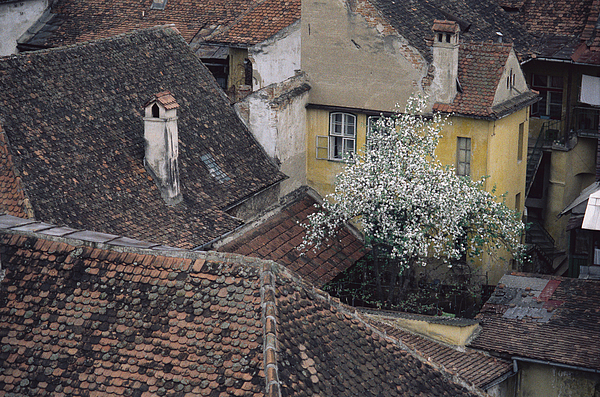 Looking Down On Shingled Roofs And Buildings With Their Chimneys And Trees Photograph by Rubberball/Heinz Hubler Looking Down On Shingled Roofs And Buildings With Their Chimneys And Trees Photograph by Rubberball/Heinz Hubler