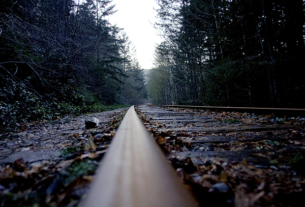 Low Angle View of Rustic Railtracks Passing Through Forest Photograph by Silentfoto