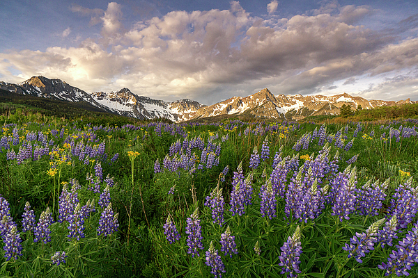 Lupine Meadow Photograph by Angela Moyer