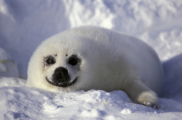 Magdalen Islands. Quebec, Canada. Harp Seal Pup. Photograph by Schafer & Hill