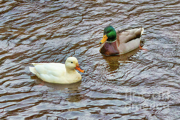 Mallard Duck Pair Photograph by Charline Xia