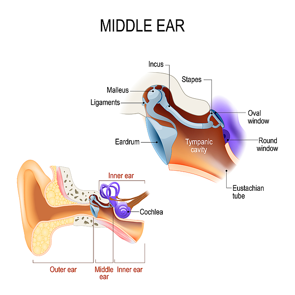 Middle ear. Three ossicles: malleus, incus, and stapes (hammer, anvil, and stirrup) Drawing by Ttsz