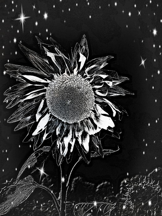 Midnight at the Sunflower Photograph by Diane Lindon Coy