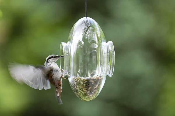 Nuthatch entering a transparent glass feeder in my front yard in early summer Photograph by Silkfactory