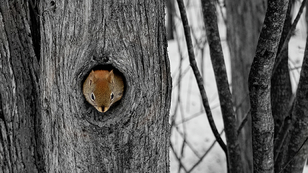 Peekaboo Squirrel Photograph