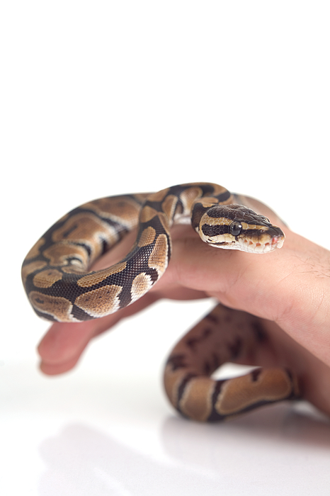 Pet Snake Photograph by Ianmcdonnell