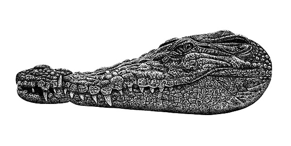 Philippine crocodile Drawing by Loren Dowding