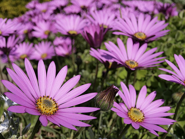 Purple Chrysanthemums. Photograph by Nik Taylor