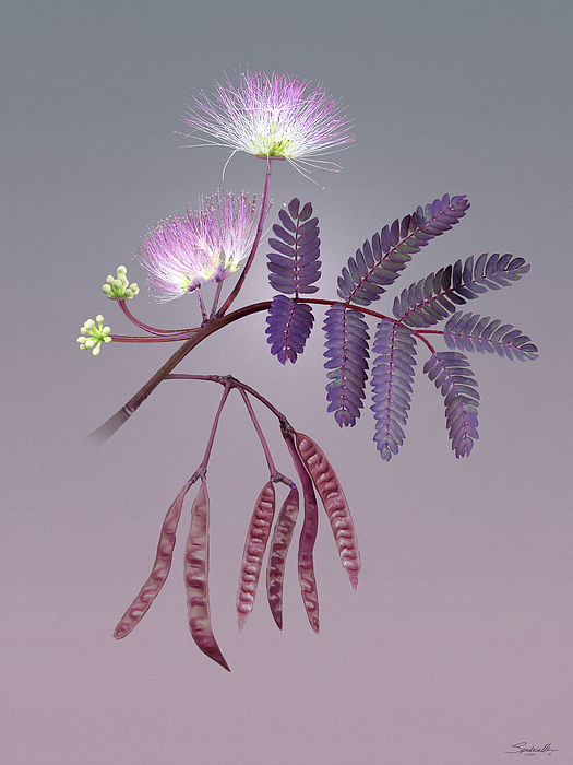 Purple-Leaf Mimosa Digital Art by M Spadecaller