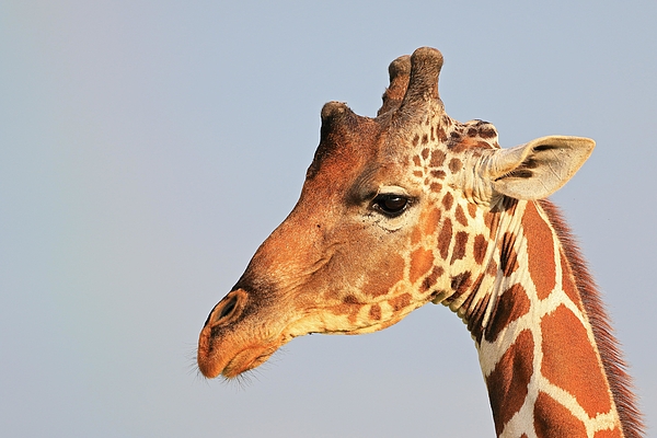 Reticulated giraffe (Giraffa reticulata), portrait, Samburu National Reserve, Kenya Photograph by imageBROKER/Wolfgang Veeser