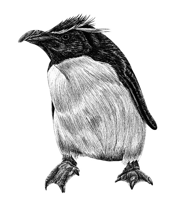 Rockhopper penguin ink illustration Drawing by Loren Dowding