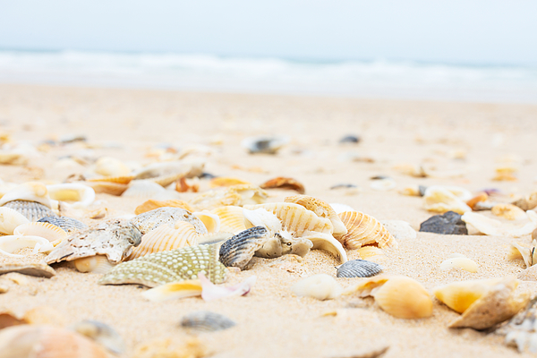 Shells, Sand & Surf Photograph by Lianne B Loach