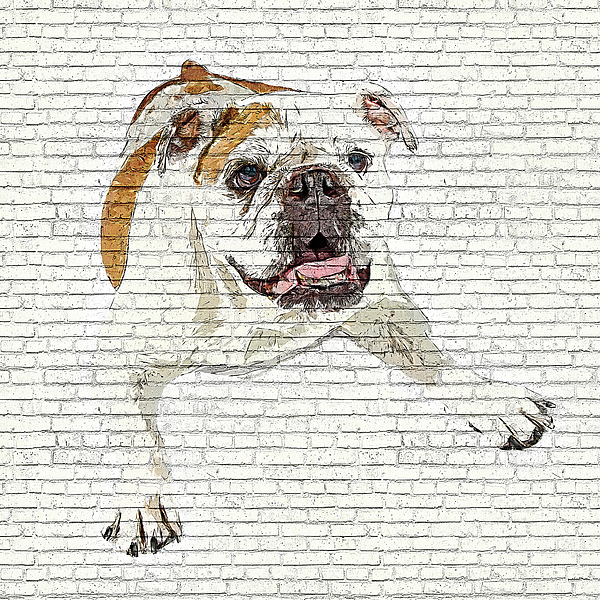 So Awkwardly Cute, Bulldog - Brick Block Background Painting by Custom Pet Portrait Art Studio