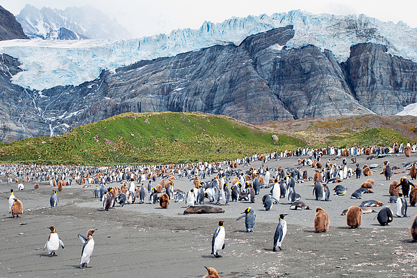 South Georgia Glaciers and King Penguins Photograph by Sascha Grabow