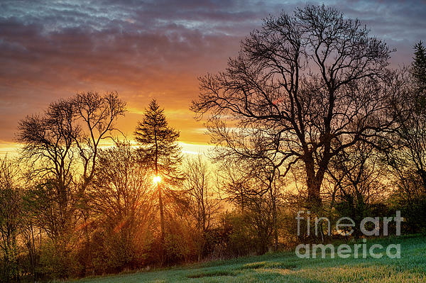 Spring Photograph - Spring Hedgerow Sunrise by Tim Gainey