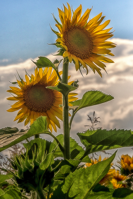 Sunflowers in July 2 Photograph by Wolfgang Stocker