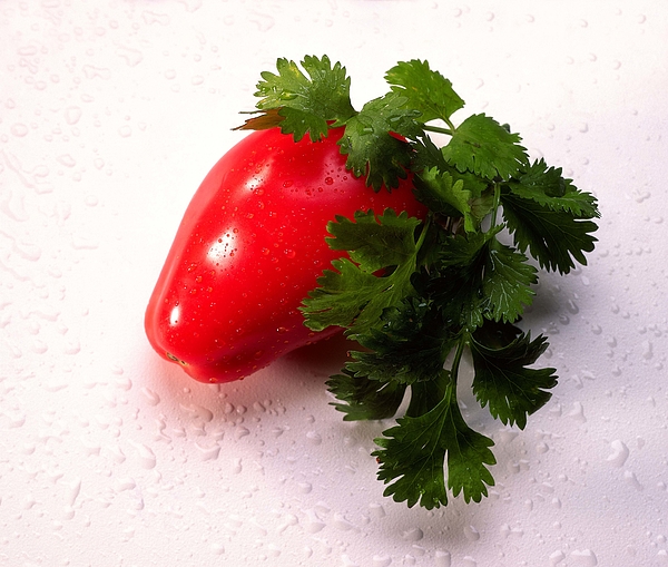 Tomato and cilantro Photograph by Jupiterimages