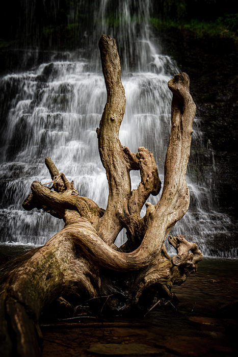 Nature Photograph - Uprooted Closeup by Lisa Lambert-Shank