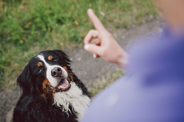 Woman showing warning finger to her dog Photograph by Guido Mieth
