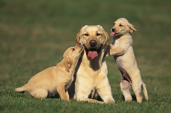 Yellow Lab Mother and Puppies Photograph by Fuse