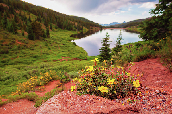 Yellow Wildflowers at Black Lake near Vail, Colorado Photograph by Jeanette Fellows