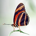 Banded Orange Butterfly