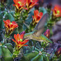 Hummingbird Sipping on Cactus Nectar