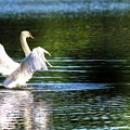 Swan of Lake Junaluska North Carolina