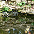 Koi Pond Reflections