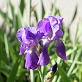 Amethyst Purple Iris Blooms at the Garden Edge