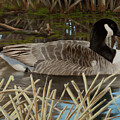 Canada Goose - Spring