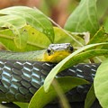 Common tree-snake closeup